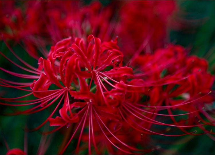 くのいちでも恋に落ちる~15歳少女の物語~