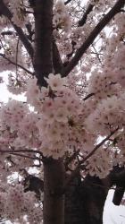 桜の舞う頃……