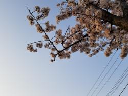 約束は桜の木の下で