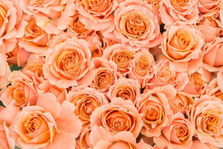 国中総てに虐げられてた私は未来の皇后？