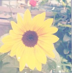 向日葵とお月様