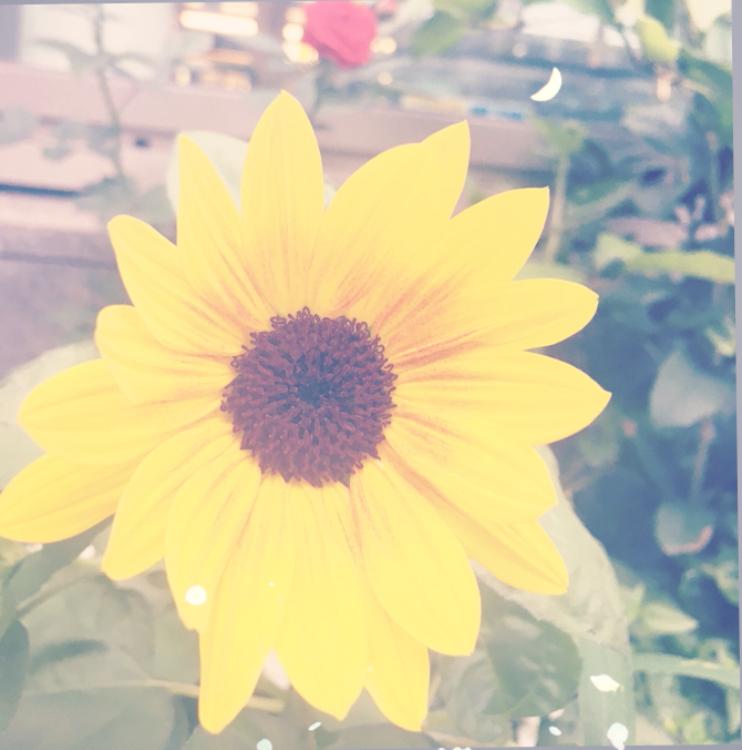 向日葵とお月様