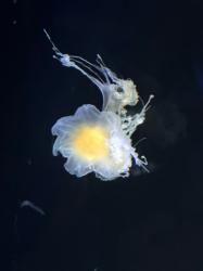 逃亡中の王女が敵国の皇太子に娶られた件