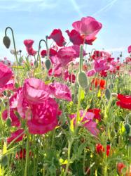 つぼみの初恋。