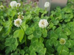 シロツメクサの花冠【完】