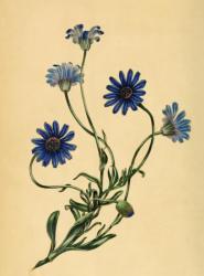 となりの領主と悪役令嬢