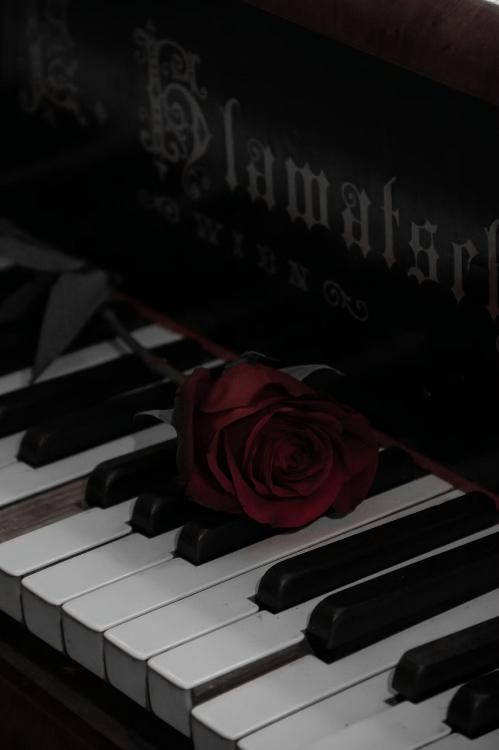 rosa nera【ローザ　ネーラ】