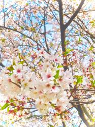 春なんて来なければいいのに、な。