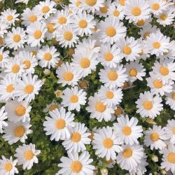 願わくば君の大切な人になりたい