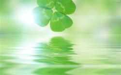 無関心組長はマイペースに恋をした