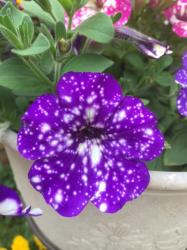 イチゴ 野イチゴ