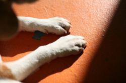 ドッグライフ 犬の想い