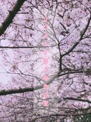 ひだまりで誓う桜色の愛