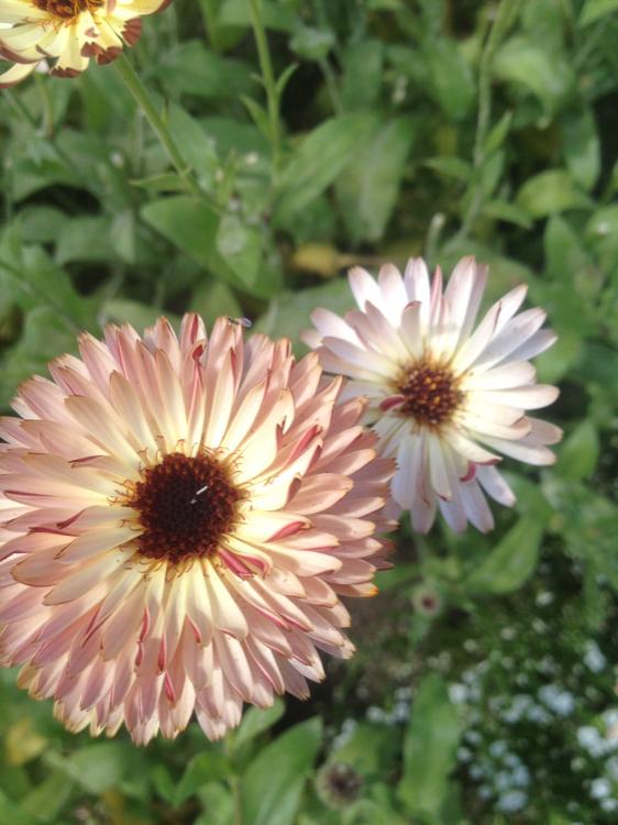 転生したら病弱乙女、このたびは竜騎士さまに溺愛されることになりました。