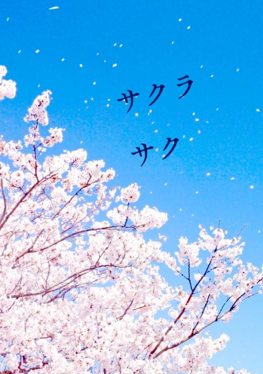 サクラサク
