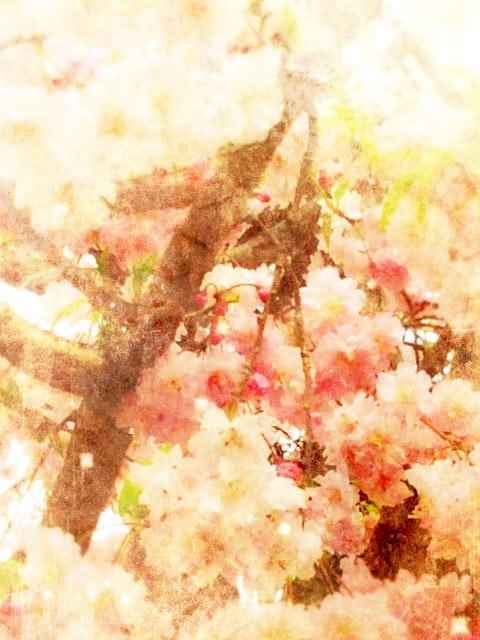 乙女ゲームに転生した華族令嬢は没落を回避し、サポートキャラを攻略したい！