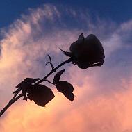 危険な愛に溺れる前に。