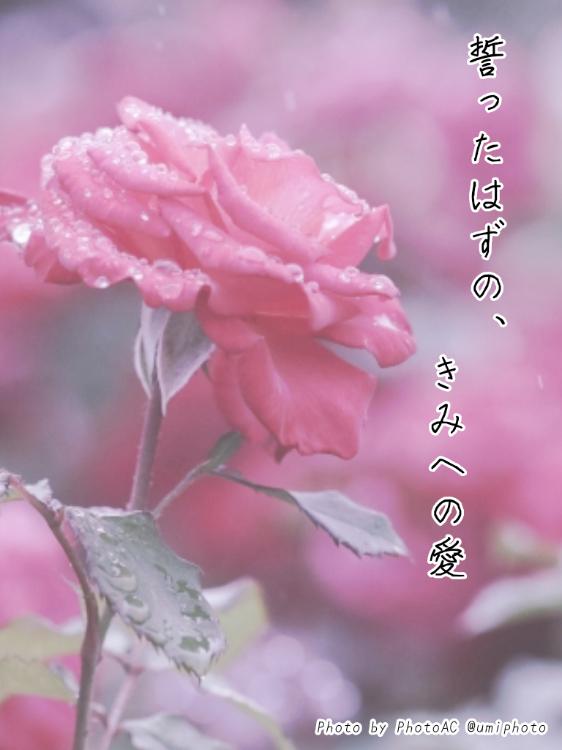 誓ったはずの、きみへの愛