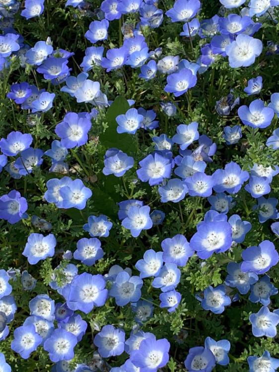 転生してスローライフを目指すはずが何故か竜騎士になっちゃった