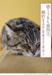 捨てられたもの同士、婚約するのはありですか？