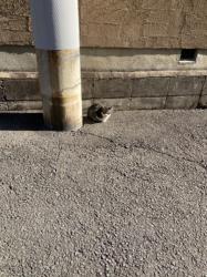 特発性過眠症のこと