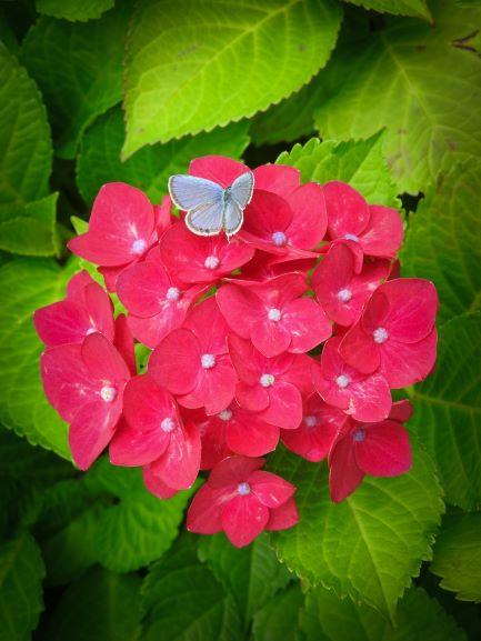 魔法の恋の行方・わがままな使い魔(シリーズ2 クラリスとアンバー)