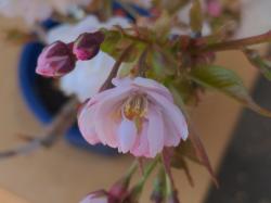 ポエム集2「乱れ舞う桜」