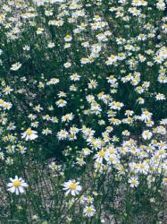嘘で固められたわたしは今日も君を愛す