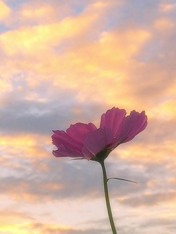 好きになってごめんなさい