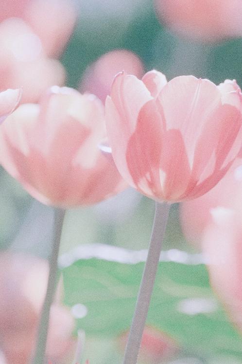 エンドロールの先でも君を恋うから