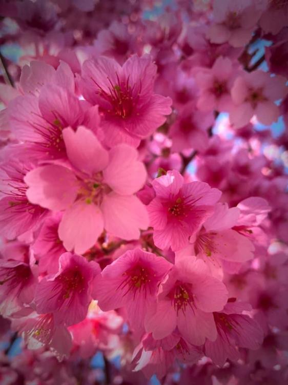 ハツコイ〜僕らははじめてだった〜