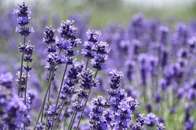 痛みのない世界に生きたい