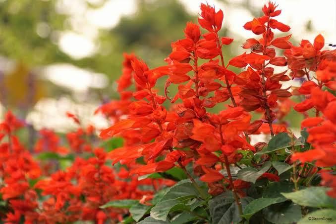 歌集『炎華抄』