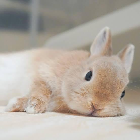 あしたはもっとしあわせ