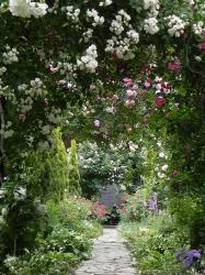 薔薇のプリンセス