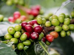 愛す珈琲の歌（ice coffee song）