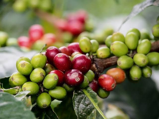 愛す珈琲の歌（ice coffee song）