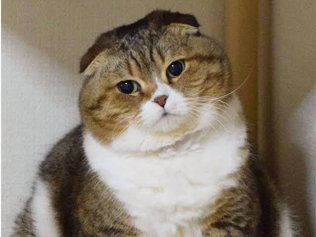 なにかすきなことを