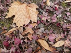 プラタナスの木陰で