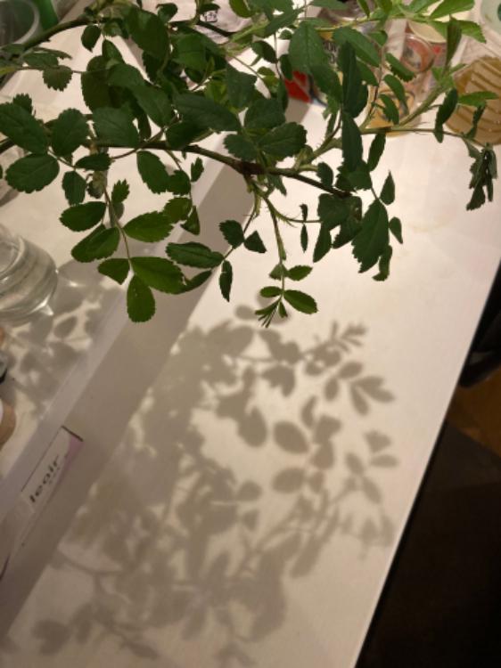 詩のランキングで２位をとる方法