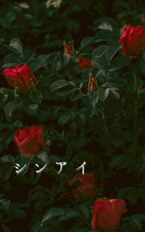 【完】シンアイ