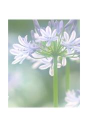 おやすみ、会いに来たよ。