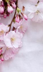 Graduation 〜卒・行〜