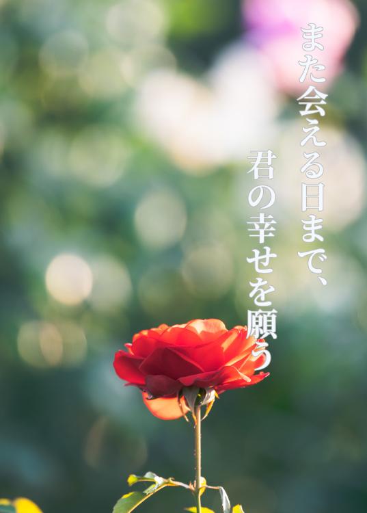 【短編】また会える日まで、君の幸せを願う