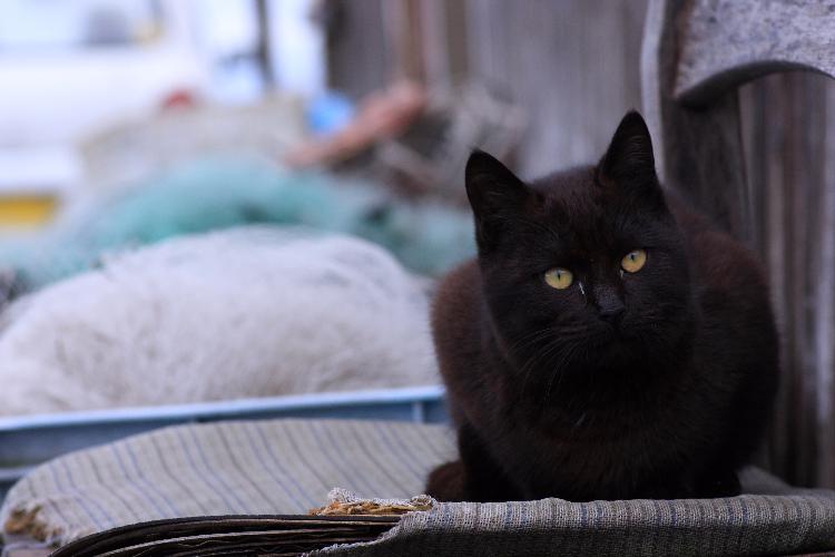 黒猫拾ったら、吸血鬼でした。おとしものにはご注意を！