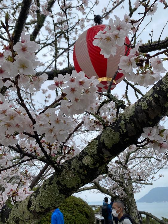 1日旅行記、バスハイク、さくらラブ🩷