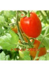 トマトとトンガラシ