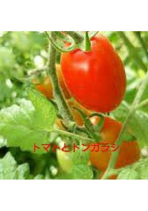 トマトとトンガラシ