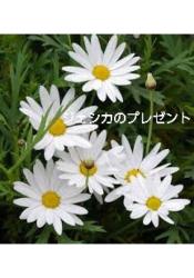 ジェシカのプレゼント