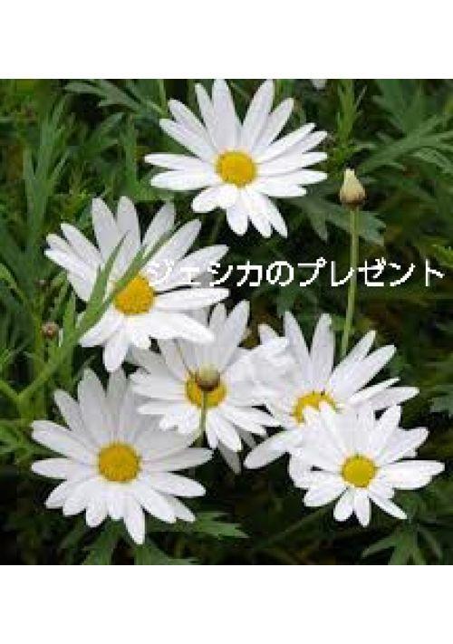 ジェシカのプレゼント